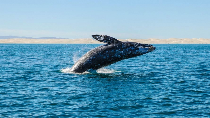 Gray Whale Festival in Puerto López Mateos BCS January 29-31 (Photo: Baja Insider) 