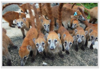 Innocent coatis are being poisoned in Playacar, Quintana Roo – The Yucatan  Times
