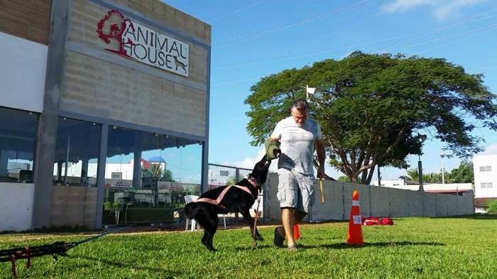 Animal House, the new pet hotel in Playa del Carmen – The Yucatan Times