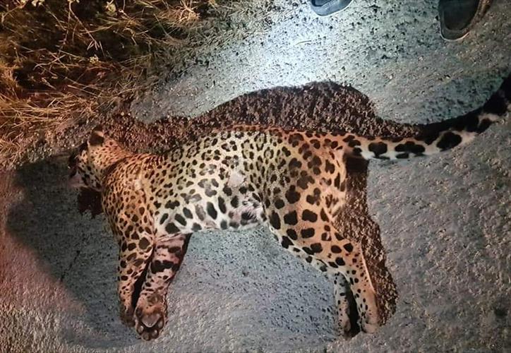 Third jaguar run over in the Playa-Tulum highway – The Yucatan Times