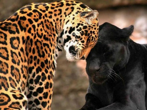 5 amazing facts about jaguars you probably don't know – The Yucatan Times