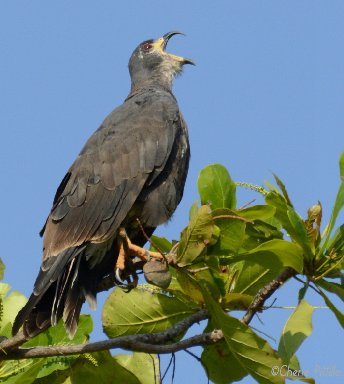 When Snail Kite yawns, head is lifted up higher than when it calls