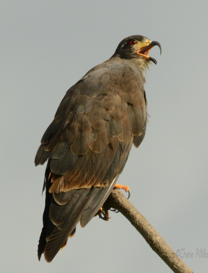 When the Snail Kite calls, the head isn't tilted up