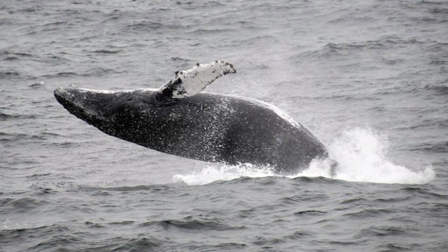 Gray Whale Breeching (Photo: Baja Insider)