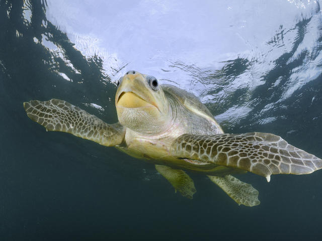 The name for this sea turtle is tied to the color of its shell—an olive green hue. (Photo: worldwildlife.org)