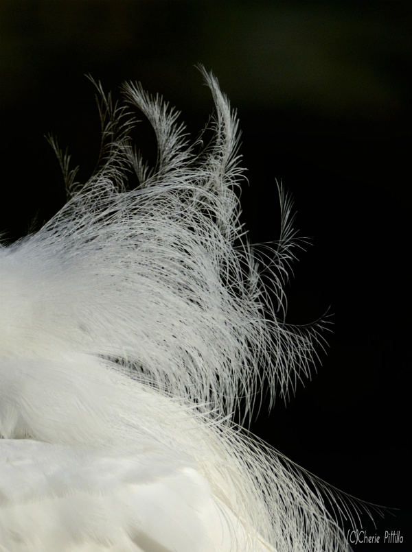 Snowy Egret plumes