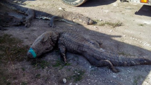 Dead crocodiles discovered on arrival in truck at Chetumal, Q. Roo. (PHOTO: news.yahoo.com)