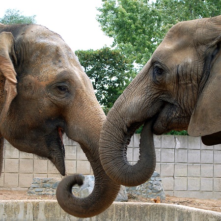elephant talk