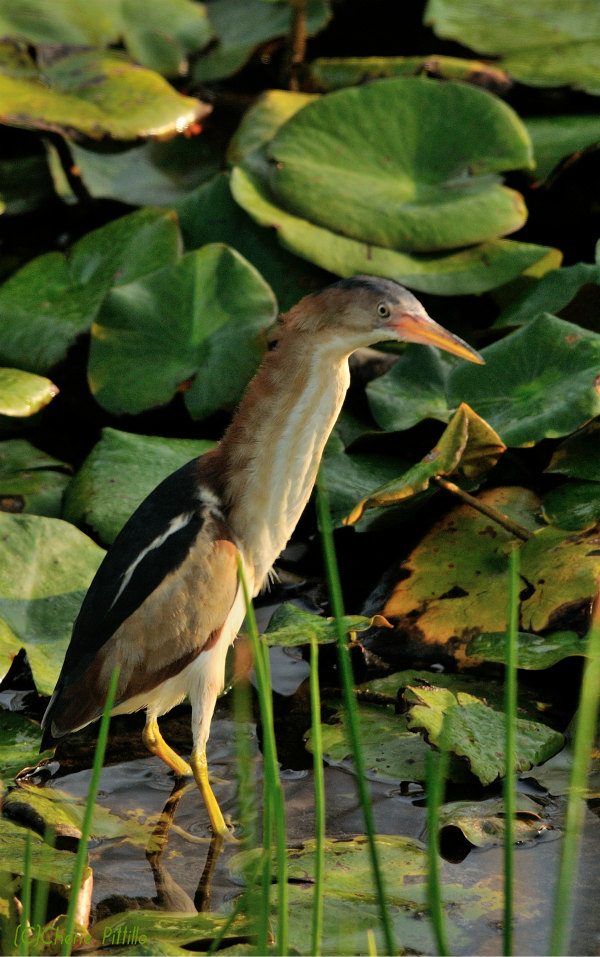 Extended neck of Least Bittern
