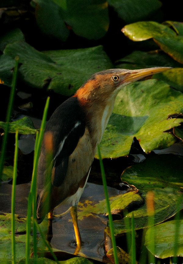 Least Bittern with compact neck
