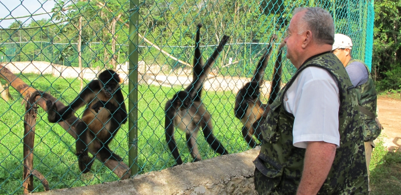 Paul Gotthold Beutelspacher Baigts, Valladolid Zoo owner, watching the spider monkeys. (Photo: yucatan.com.mx)