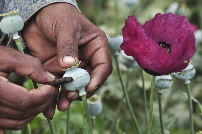 A man lances a poppy bulb to extract the sap, which will be used to make opium, at a field in the municipality of Heliodoro Castillo, in the mountain region of the state of Guerrero January 3, 2015. REUTERS/Claudio Vargas