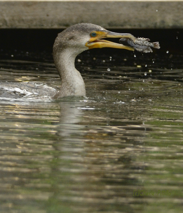 Immature Double-crested Cormorant snatches a fish