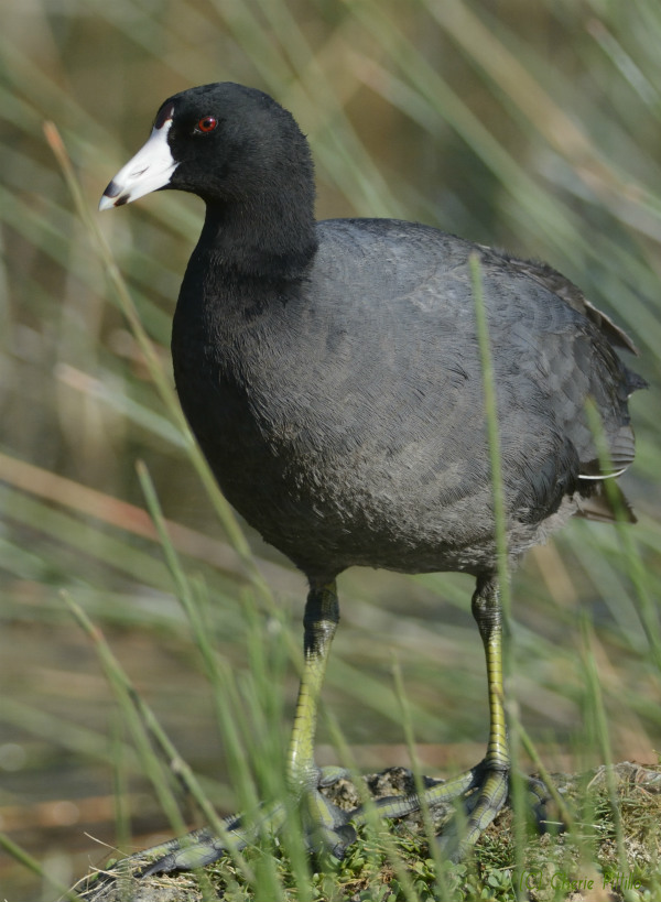 The American Coot is not a duck