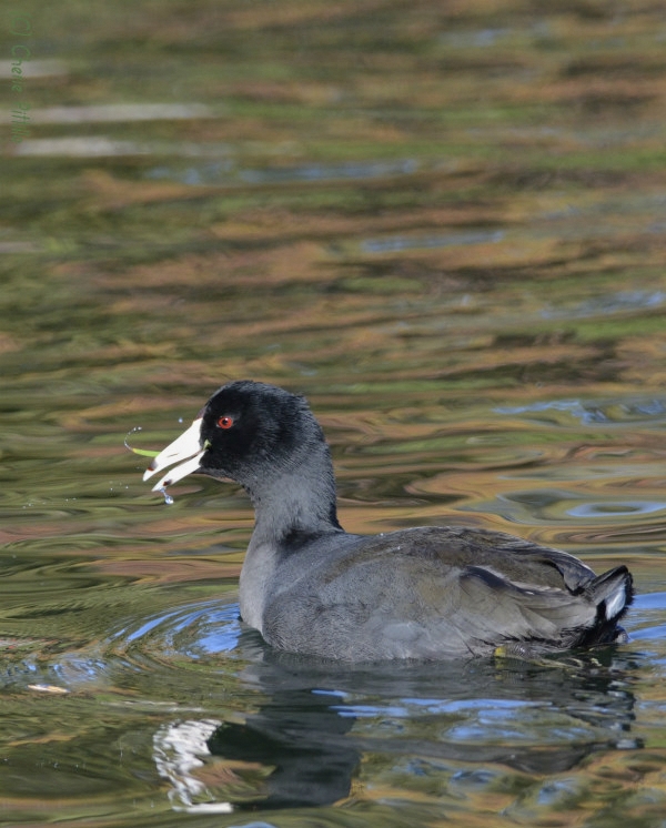 To obtain food an American Coot can dabble, dive, upend on water or graze on land