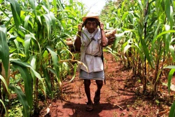 A Maya farmer in cornfield. (PHOTO: posta.com.mx)