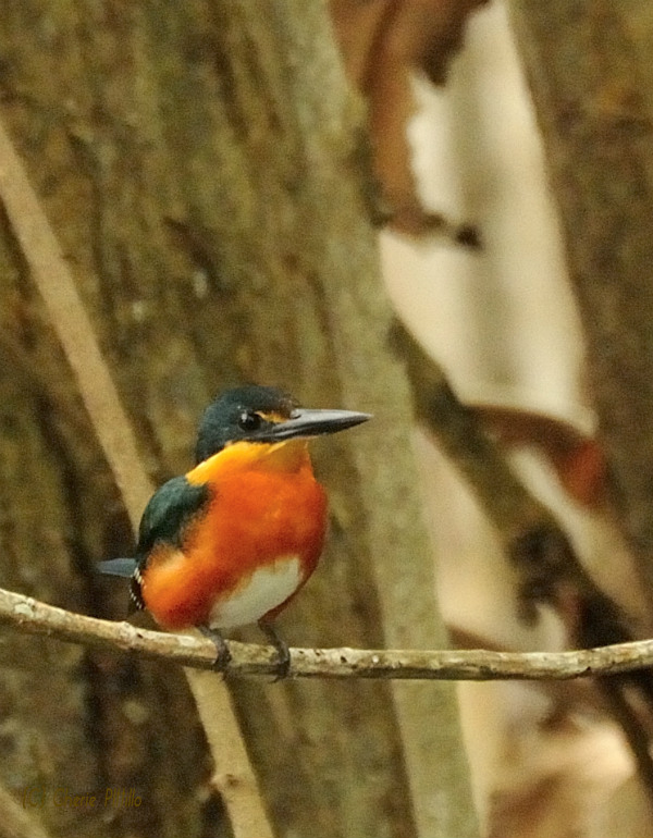 Kingfishers have two fused front toes