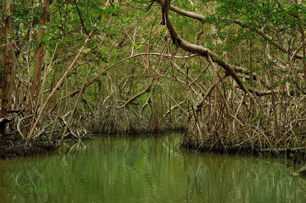 Mangrove root system
