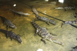 Itzamkanac means "The House of the Crocodile" in Maya (Photo: Nacho Gonzaez for mundo.es)