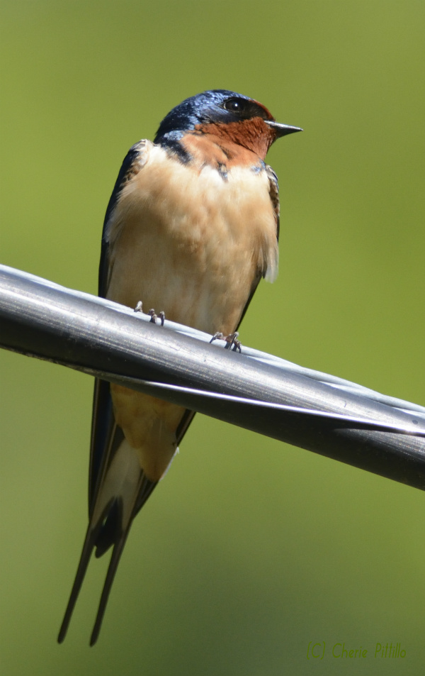Barn Swallow and note forked-tail.