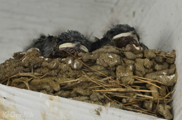Barn Swallow chicks in nest of grass and mud pellets lined with feathers