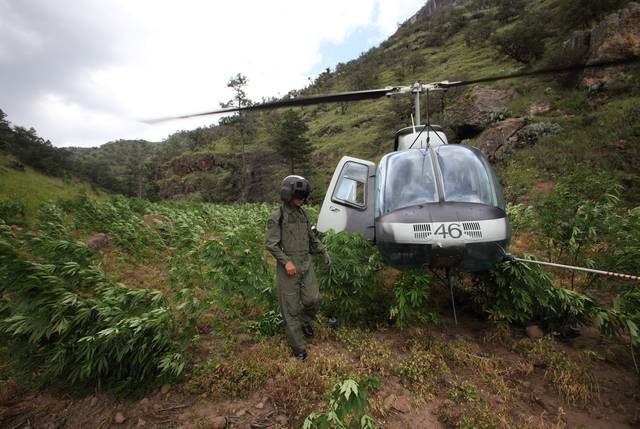 A Mexican Marine pilot inspecting marijuana field. (PHOTO: mcclatchydc.com)