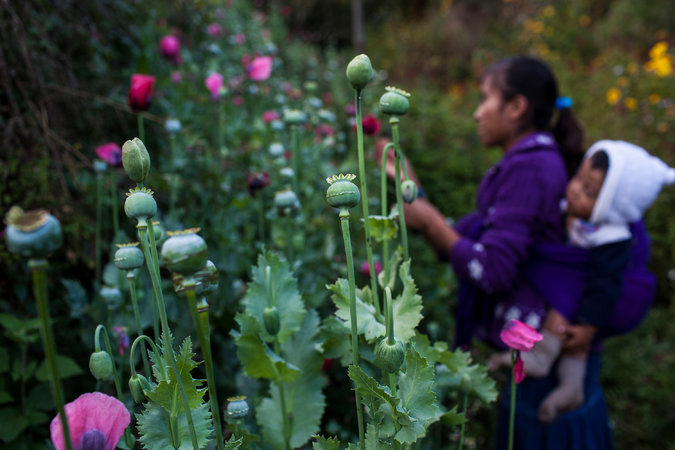A young woman harvests opium poppies in Guerrero. (PHOTO: news.jammedup.com)