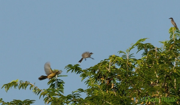 Grayish Saltator (left) chases Eastern Kingbird while another kingbird watches.