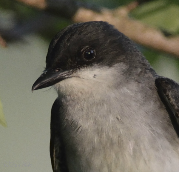 Hooked-tip bill of Eastern Kingbird aids in insect capture