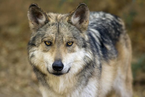 Mexican wolf (PHOTO: infograph.venngage.com)
