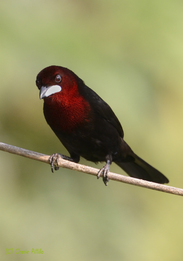 Silver beaked tanager male