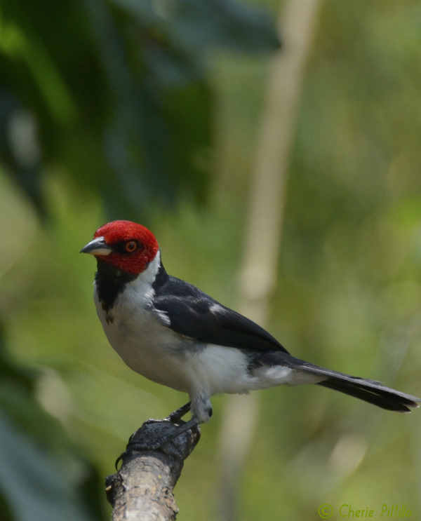 red-capped-cardinal