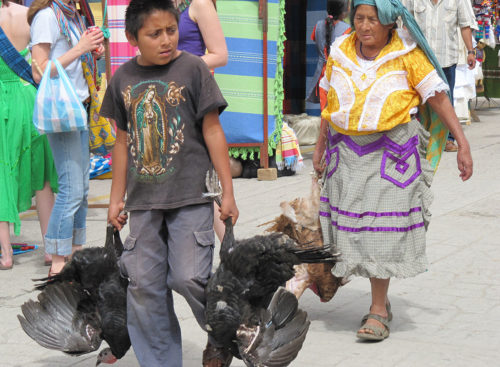 A boy carries turkeys in Oaxaca state near the archaeological discovery site. (PHOTO: Credit: Linda Nicholas, The Field Museum)