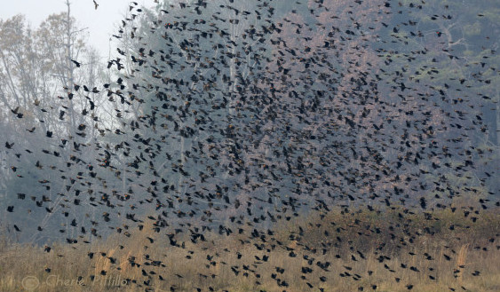 Flock of Common Grackles, Red-winged Blackbirds, Brown-headed Cowbirds, and European Starlings