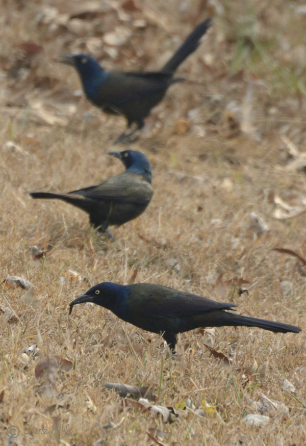 Three Common Grackles forage for food