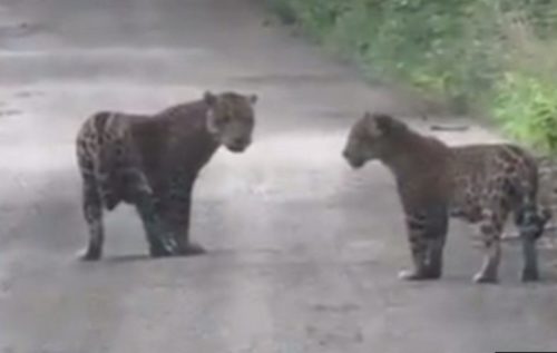 Photo of jaguars was made by trap cameras. (PHOTO: noticieros.televisa.com)