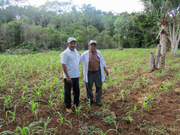 Farmers Gualberto Casanova (left) and Dionisio Yam Moo stand among young corn plants in Yam Moo's improved milpa plot. (PHOTO: Gabriel Popkin)