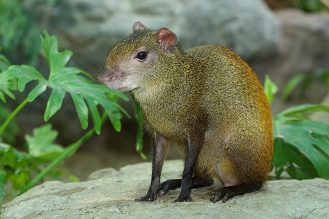 The “Sereque”, a Mexican rodent in the list of endangered species – The  Yucatan Times