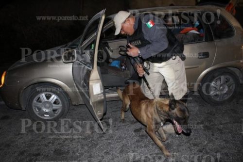 Police canine unit completes vehicle inspection near Merida. (PHOTO: Por Esto)