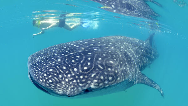 Swimming with whale sharks is popular on Holbox. (PHOTO: latimes.com)