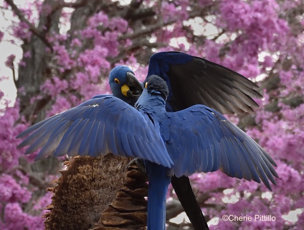3,518 Hyacinth Macaw Images, Stock Photos & Vectors | Shutterstock