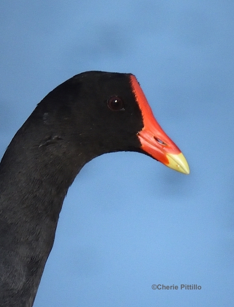 This image has an empty alt attribute; its file name is 1.-Common-Gallinule.jpg