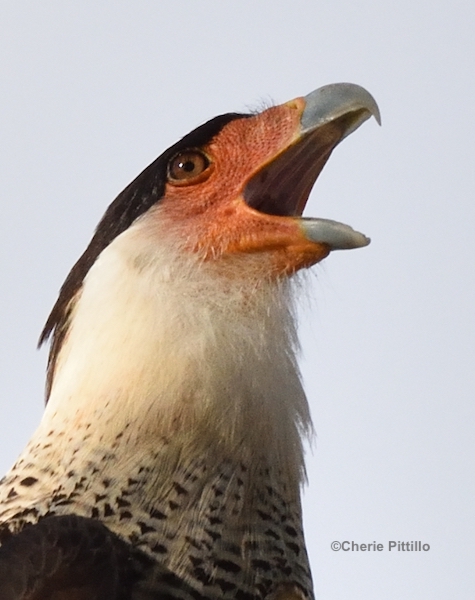 This image has an empty alt attribute; its file name is 12.-Crested-Caracara-adult.jpg