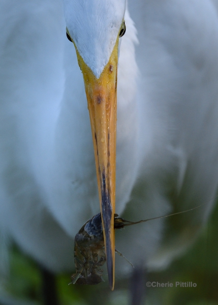 This image has an empty alt attribute; its file name is 13.-Great-Egret-with-shrimp.jpg