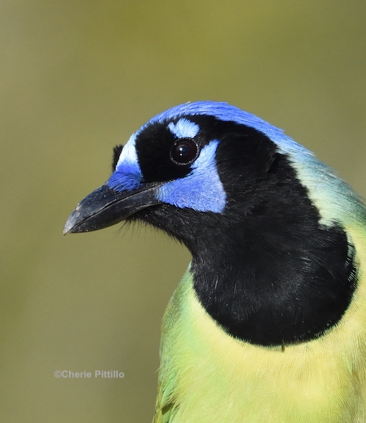 This image has an empty alt attribute; its file name is 7.-One-of-the-many-beautiful-birds-of-the-Yucatan-the-Green-Jay.-Its-range-also-includes-South-Texas.jpg