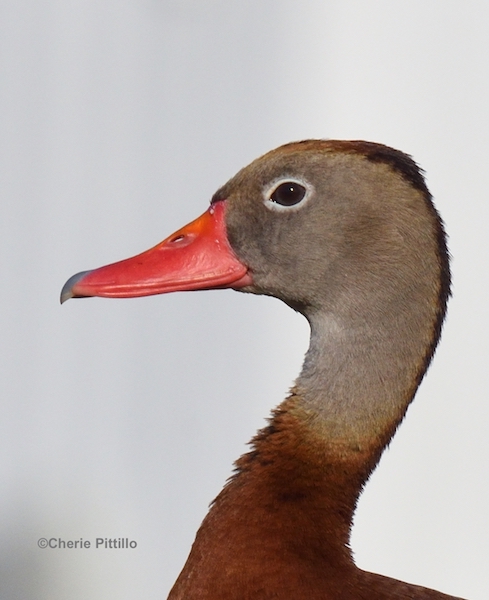 This image has an empty alt attribute; its file name is 8.-Black-bellied-Whistling-Duck.jpg