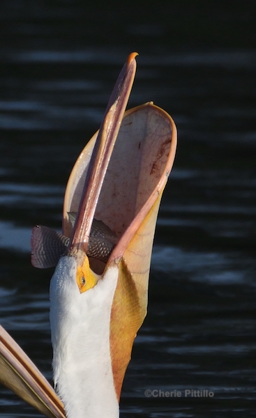 This image has an empty alt attribute; its file name is 10.-Head-tossing-of-white-pelican-assists-in-swallowing-prey-after-water-is-drained-1.jpg