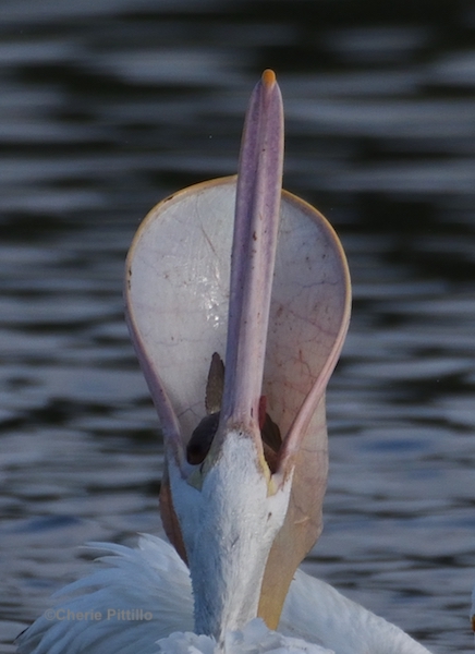 This image has an empty alt attribute; its file name is 7-Flexible-lower-bill-separates-and-supports-pouch-of-American-White-Pelican.jpg