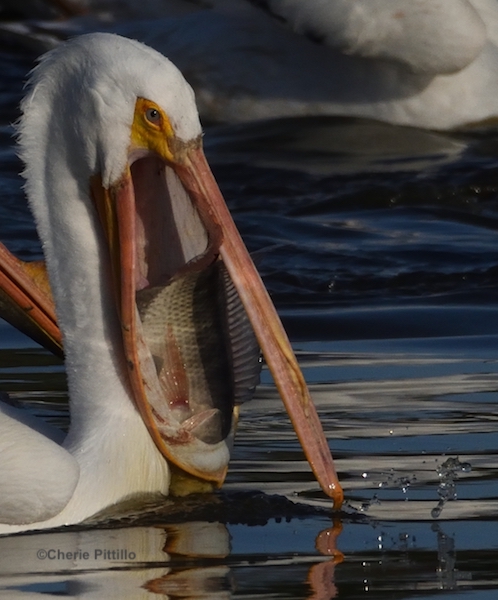 This image has an empty alt attribute; its file name is 8-White-pelican-scoops-up-fish.jpg