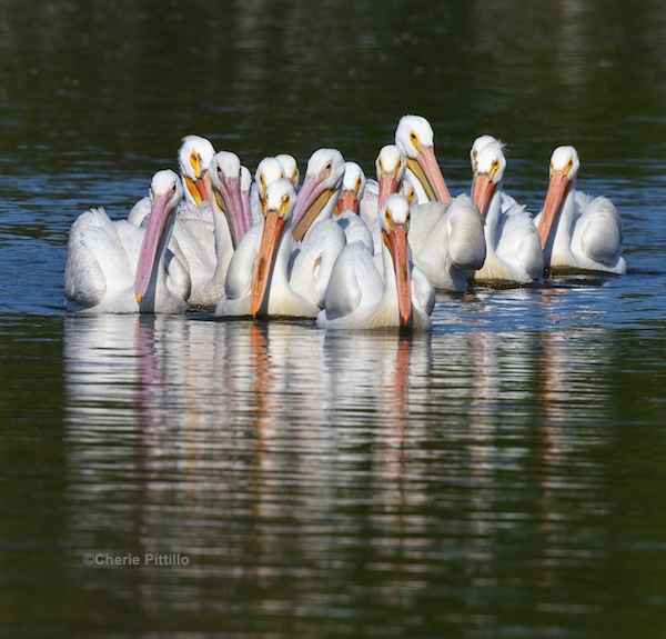 This image has an empty alt attribute; its file name is 14-Small-squadron-of-American-White-Pelicans.jpg